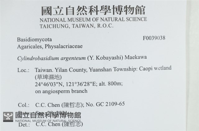 阿根廷柱擔菌藏品圖，第2張