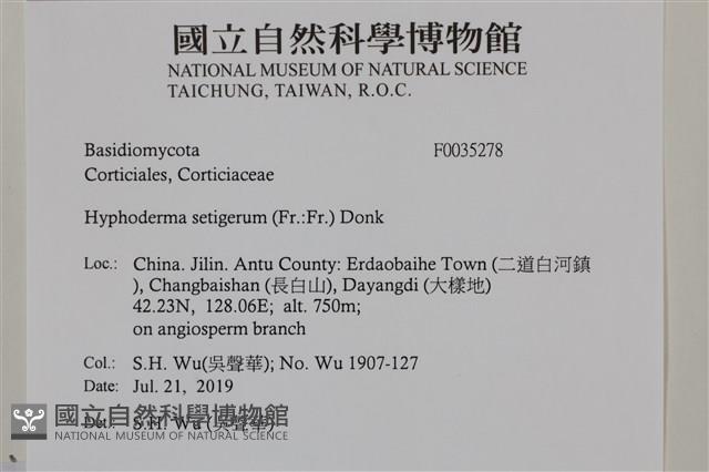 剛毛絲皮菌藏品圖，第2張