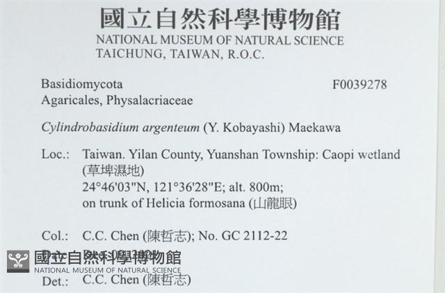 阿根廷柱擔菌藏品圖，第2張