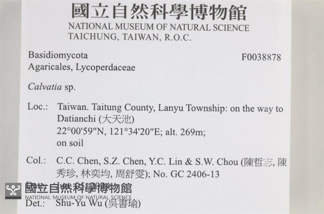 禿馬勃屬藏品圖，第2張