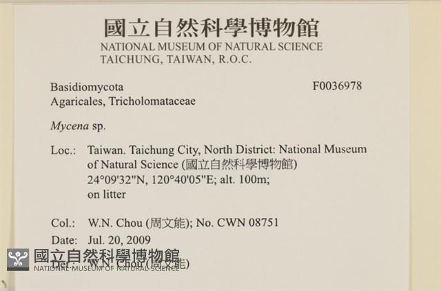 小菇屬藏品圖，第2張