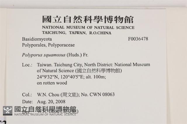 寬鱗多孔菌藏品圖，第2張