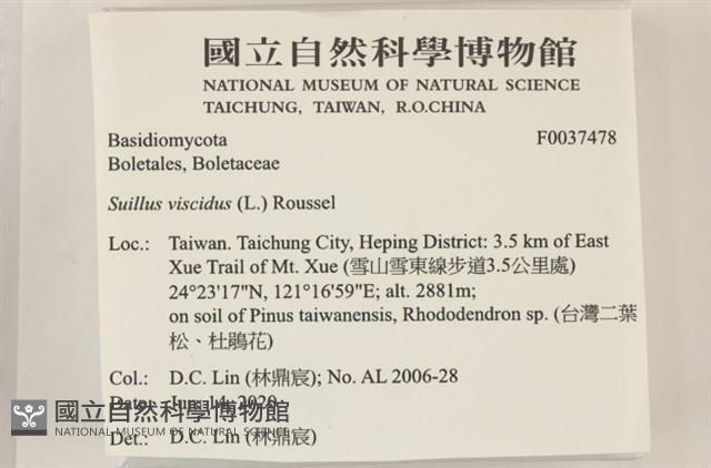 登錄號:F0037478藏品圖，第2張