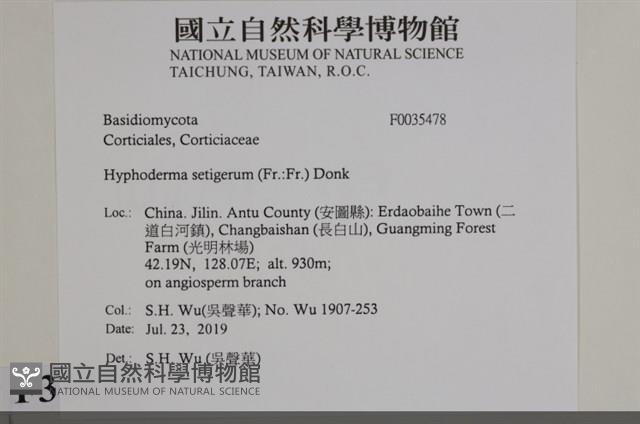 剛毛絲皮菌藏品圖，第2張
