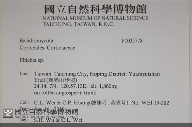 射脈菌屬藏品圖，第2張