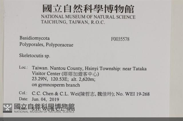 骨皮菌屬藏品圖，第2張