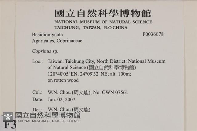 鬼傘屬藏品圖，第2張