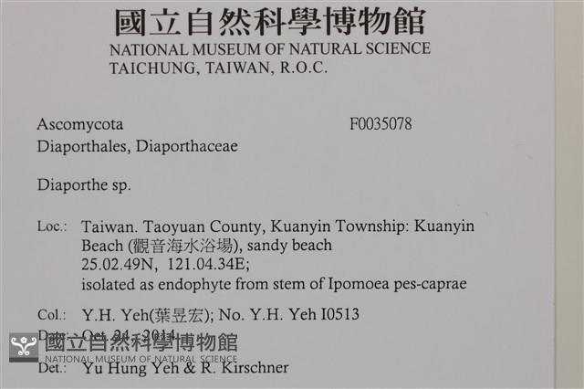 登錄號:F0035078藏品圖，第2張