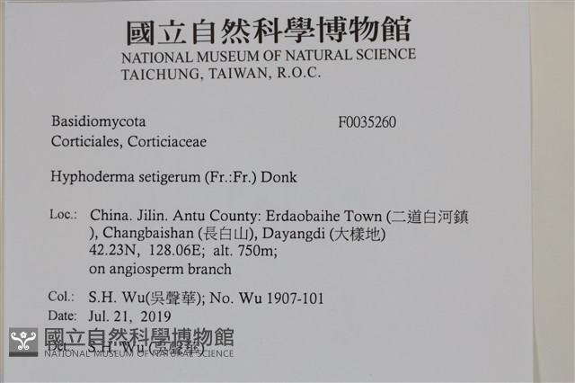 剛毛絲皮菌藏品圖，第2張