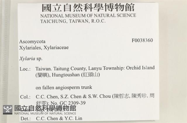 炭角菌屬藏品圖，第2張