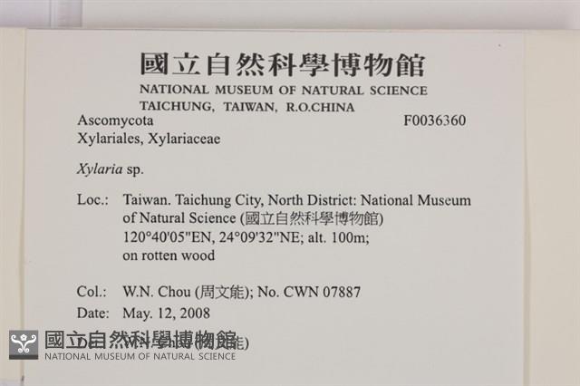 炭角菌屬藏品圖，第2張