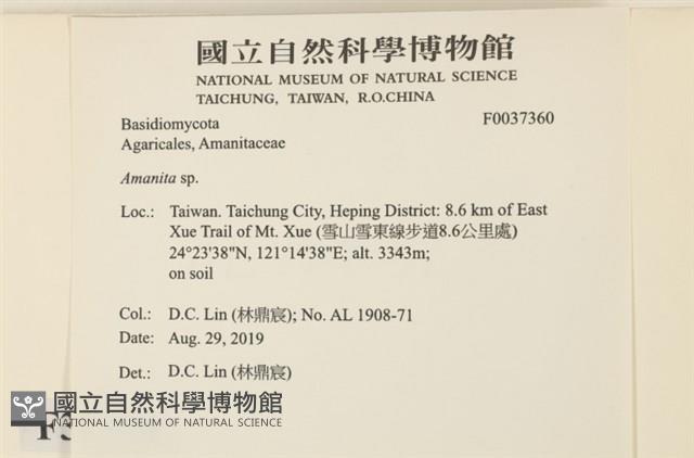 鵝膏屬藏品圖，第2張