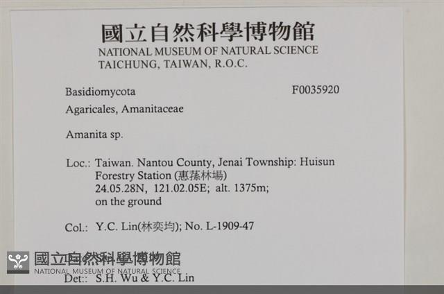 鵝膏屬藏品圖，第2張