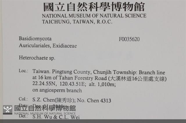 刺皮菌屬藏品圖，第2張