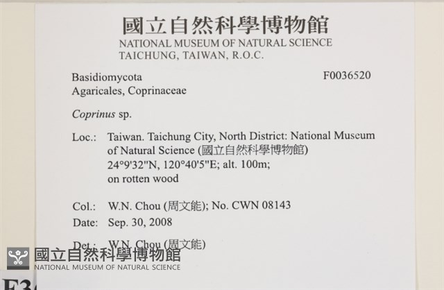 鬼傘屬藏品圖，第2張