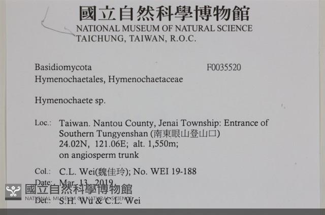 刺革菌屬藏品圖，第2張