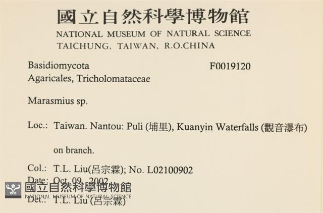 小皮傘屬藏品圖，第2張
