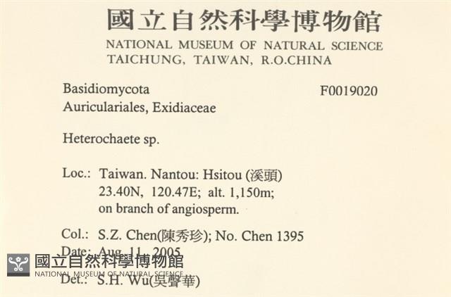 刺皮菌屬藏品圖，第2張