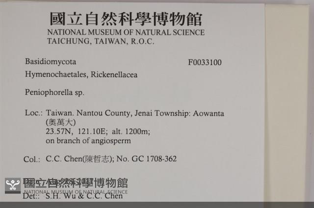 擬筍殼菌屬藏品圖，第3張