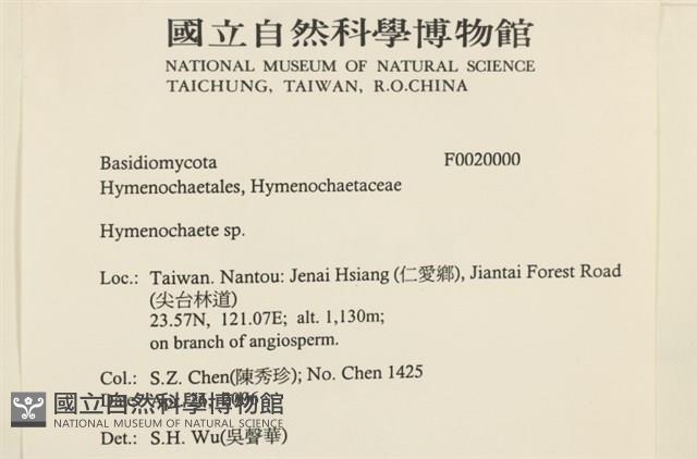 刺革菌屬藏品圖，第2張