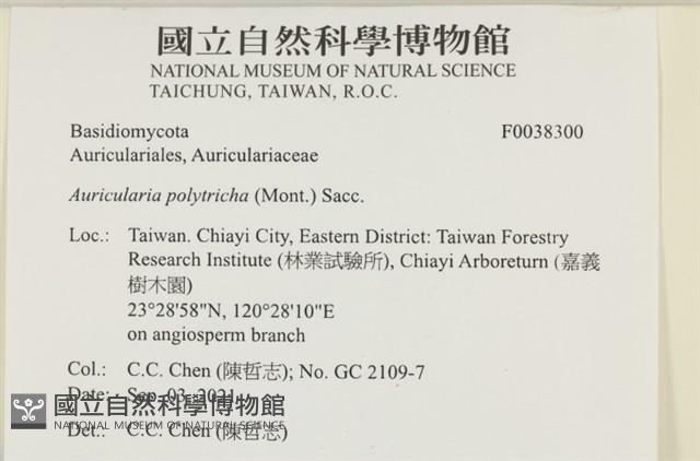毛木耳藏品圖，第2張