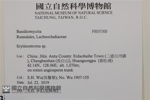 革墊菌屬藏品圖，第2張