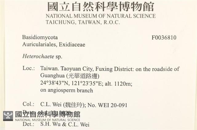 刺皮菌屬藏品圖，第2張