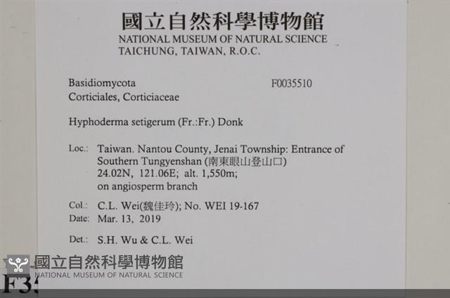 剛毛絲皮菌藏品圖，第2張