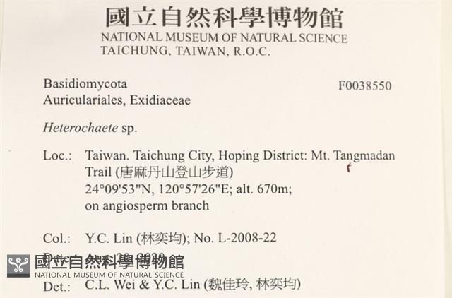 刺皮菌屬藏品圖，第2張