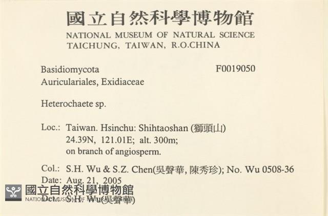 刺皮菌屬藏品圖，第2張