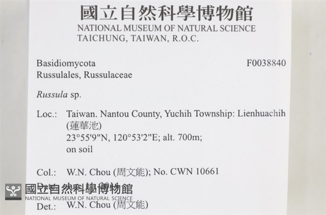 紅菇屬藏品圖，第2張
