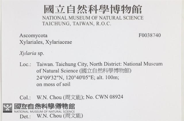 炭角菌屬藏品圖，第2張