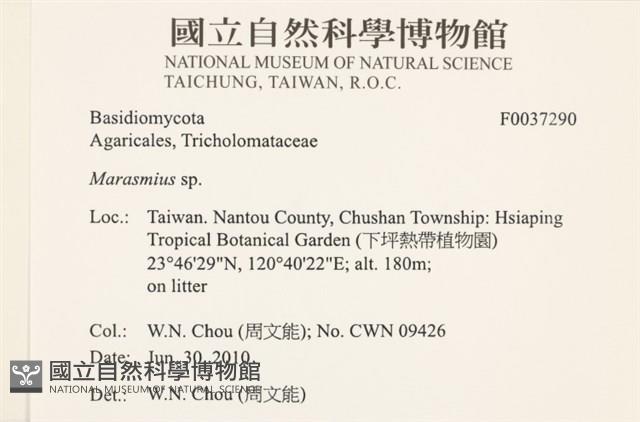 小皮傘屬藏品圖，第2張
