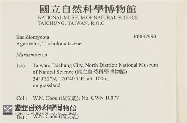 小皮傘屬藏品圖，第2張