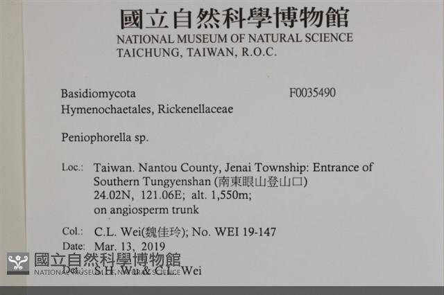 擬筍殼菌屬藏品圖，第2張