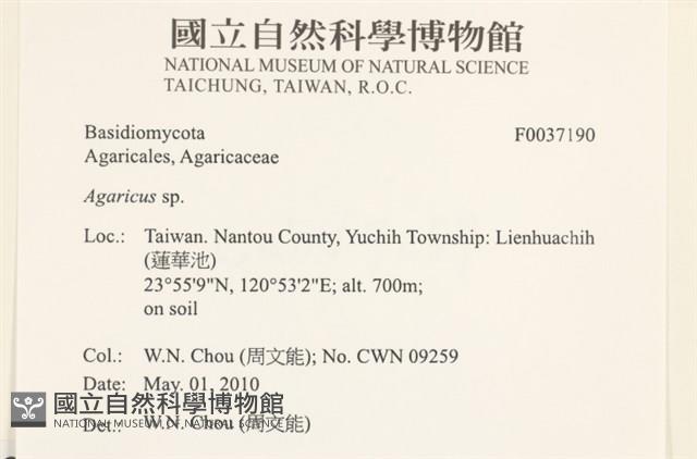 傘菌屬藏品圖，第2張