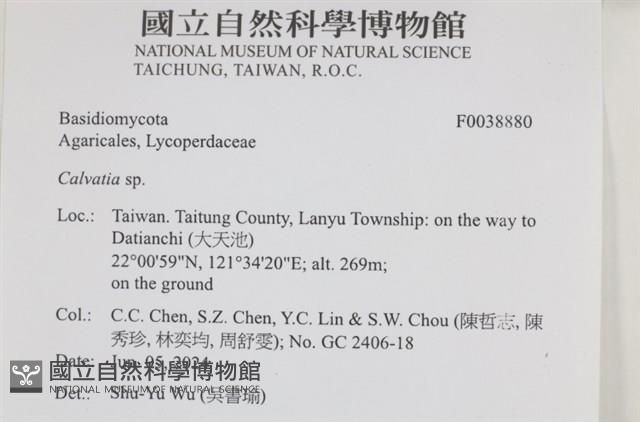 禿馬勃屬藏品圖，第2張