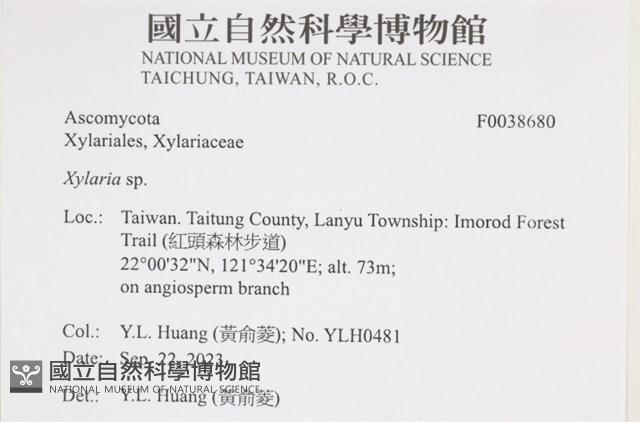 炭角菌屬藏品圖，第2張