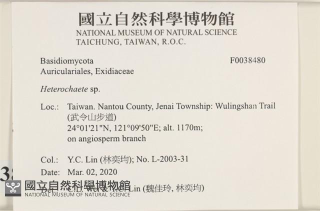 刺皮菌屬藏品圖，第2張