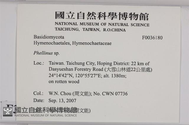 木層孔菌屬藏品圖，第2張