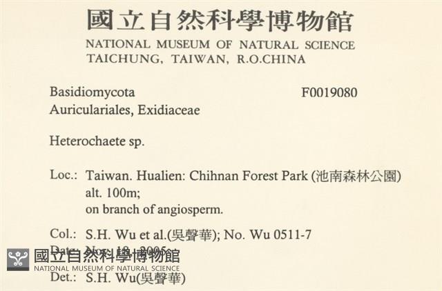 刺皮菌屬藏品圖，第2張