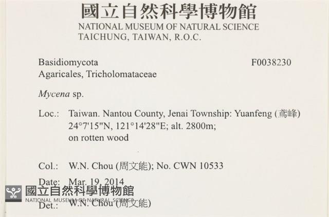 小菇屬藏品圖，第2張