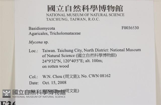 小菇屬藏品圖，第2張