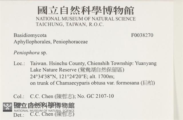 筍殼菌屬藏品圖，第2張