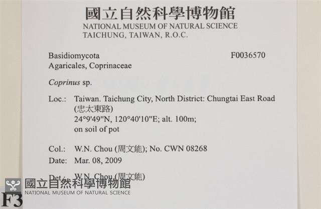 鬼傘屬藏品圖，第2張