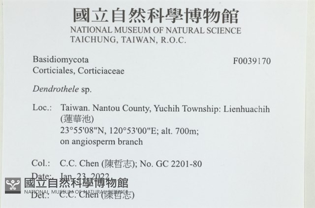 樹狀皮革菌屬藏品圖，第2張