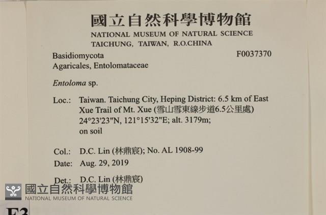 粉褶菌屬藏品圖，第2張