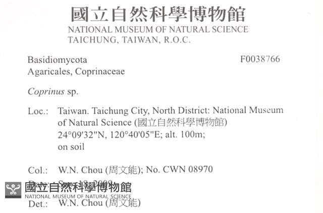 鬼傘屬藏品圖，第2張