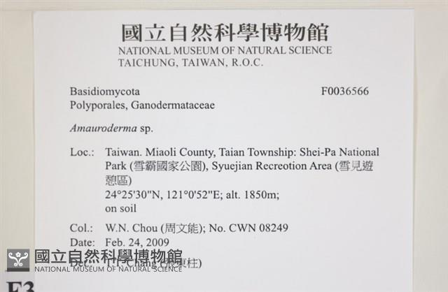 假芝屬藏品圖，第2張
