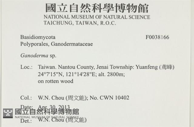 靈芝屬藏品圖，第2張